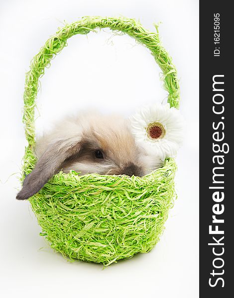 Little rabbit in a green basket with a flower