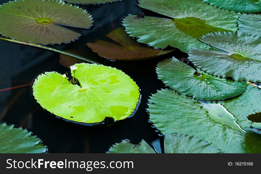 Water lily leaves in a small lake