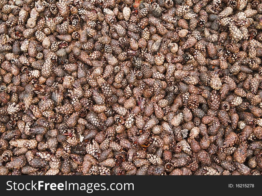 Big pile of pine cones in Finland