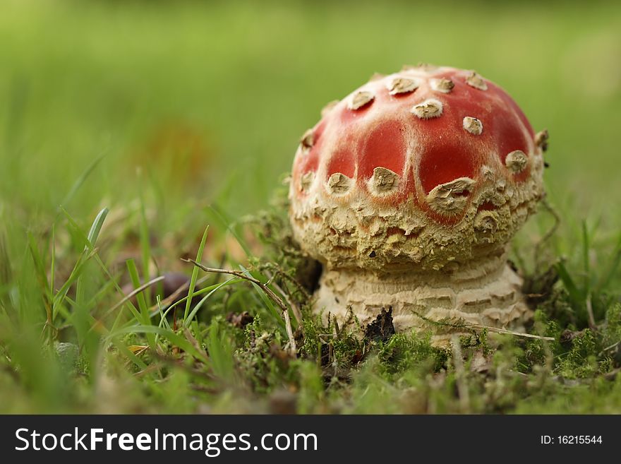 Toadstool Or Fly Agaric Mushroom In The Grass