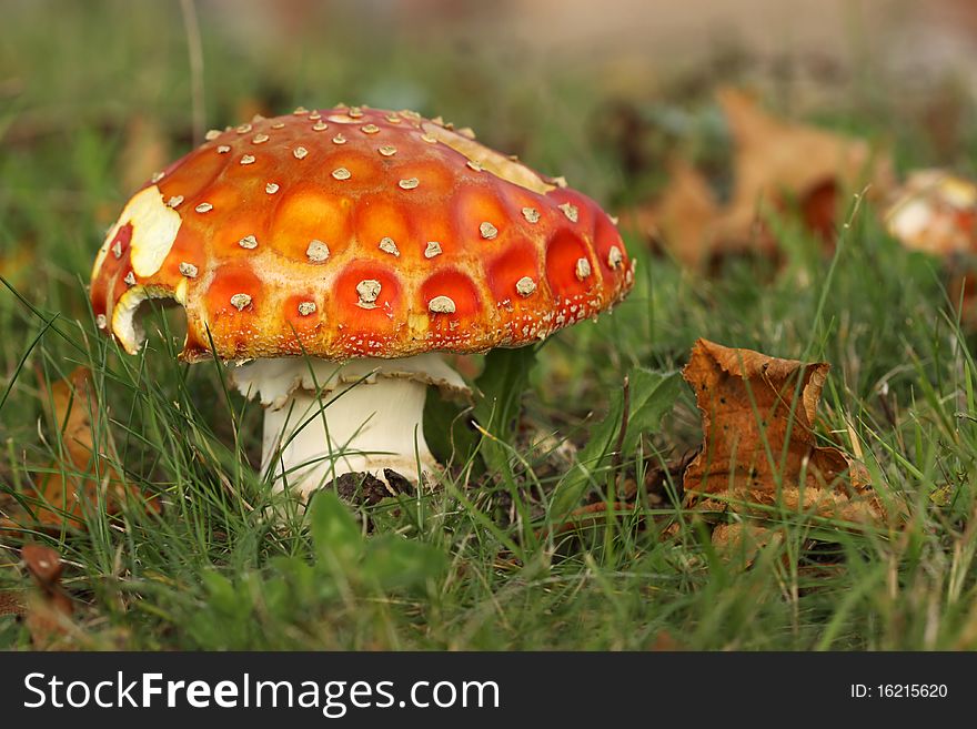 Toadstool or fly agaric mushroom in the grass