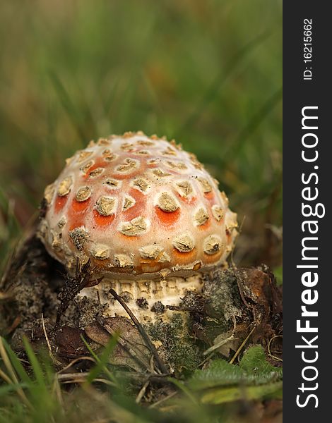 Toadstool or fly agaric mushroom in the grass