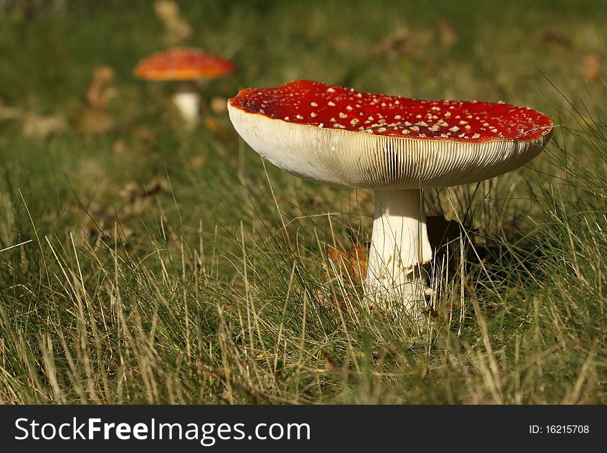 Toadstool Or Fly Agaric Mushroom In The Grass