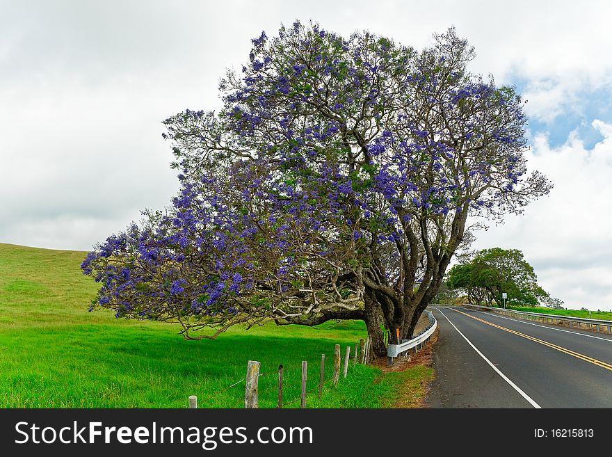 Large Jacaranda tree along the highway