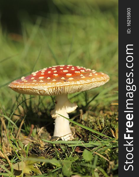 Toadstool or fly agaric mushroom in the grass