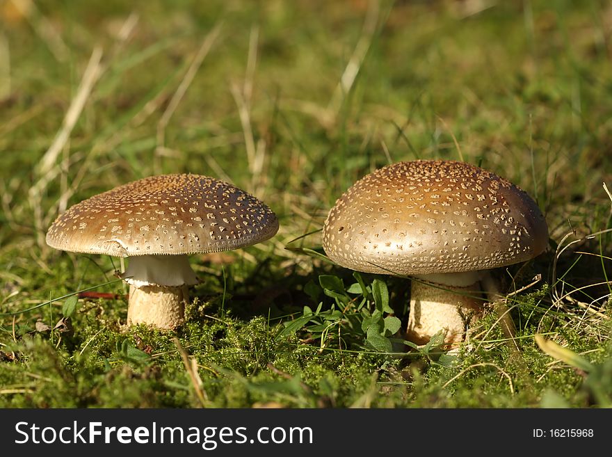 Autumn scene: two brown mushrooms in the grass. Autumn scene: two brown mushrooms in the grass