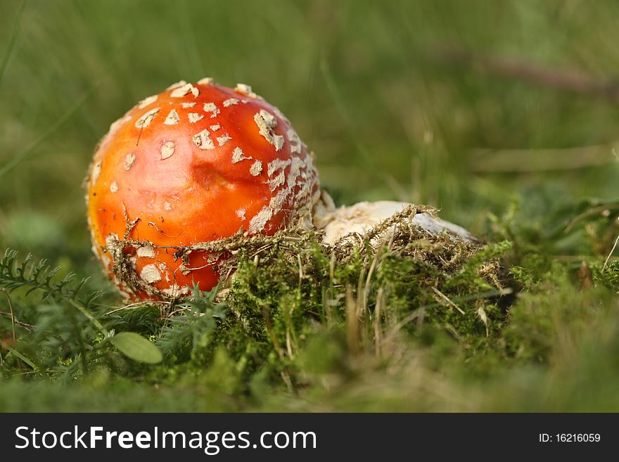 Toadstool Or Fly Agaric Mushroom In The Grass