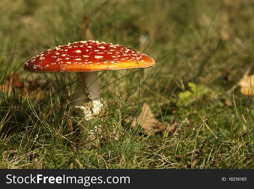 Toadstool or fly agaric mushroom in the grass