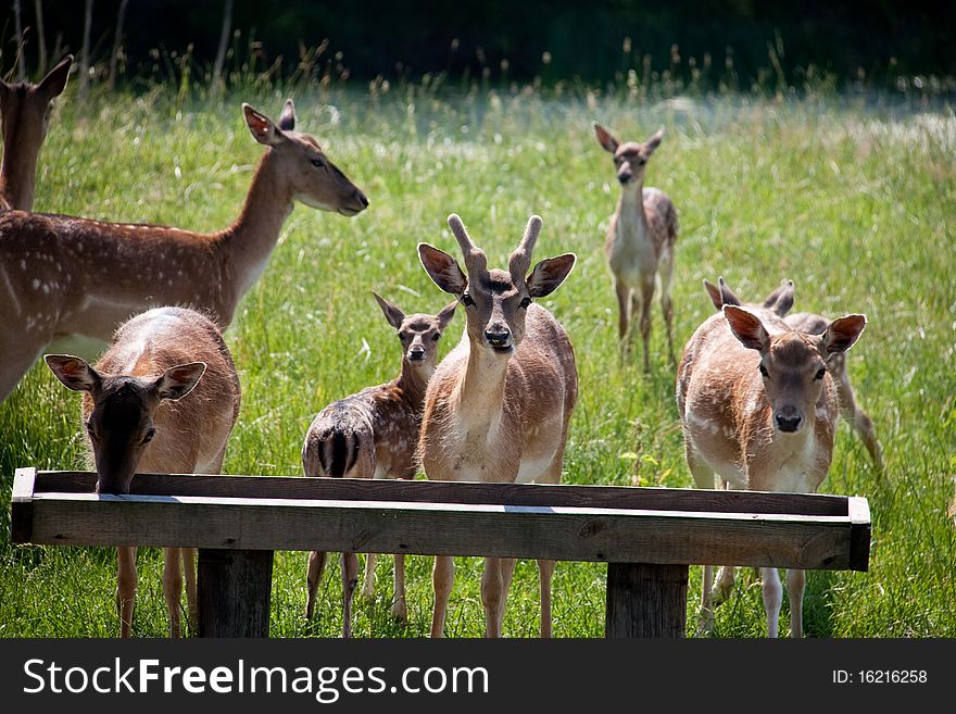 Group of fallow deers on the meadow