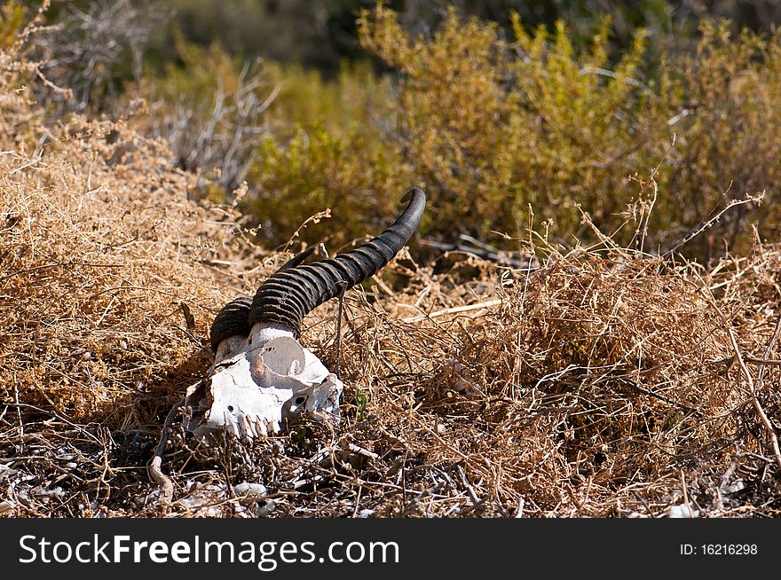 Springbok skull in the field