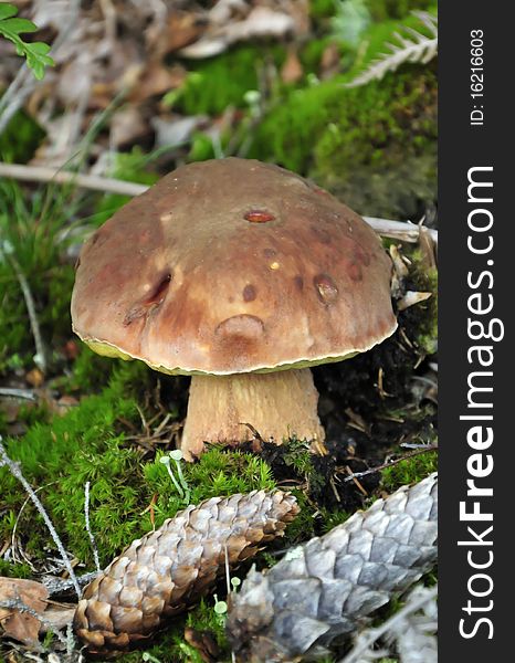 Close up boletus mushroom on a moss background