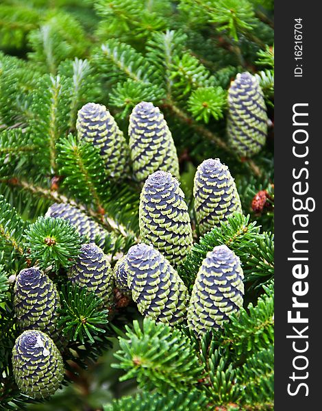 Pine branch with green cones