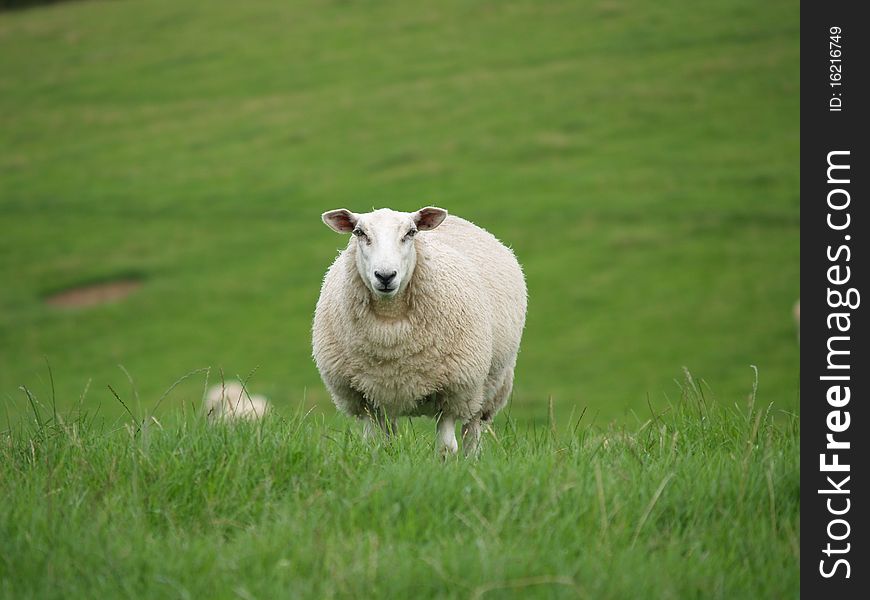 A sheep gazes from a field in Ireland. A sheep gazes from a field in Ireland