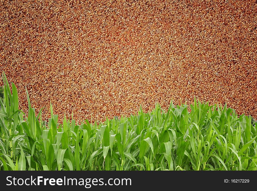 Green grass curve Sand wall background
