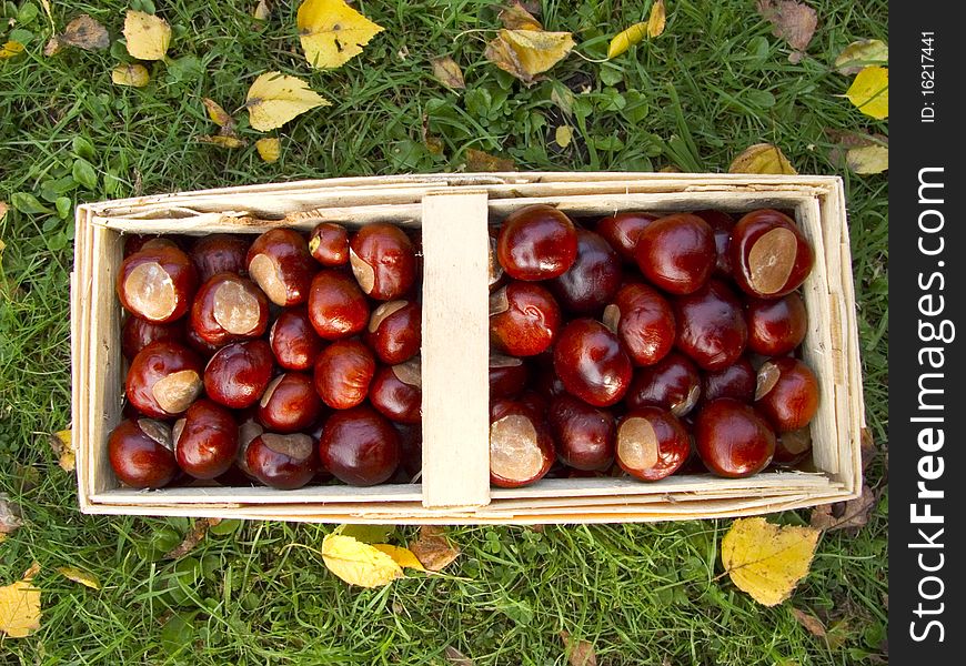 Basket full of chestnuts in the garden