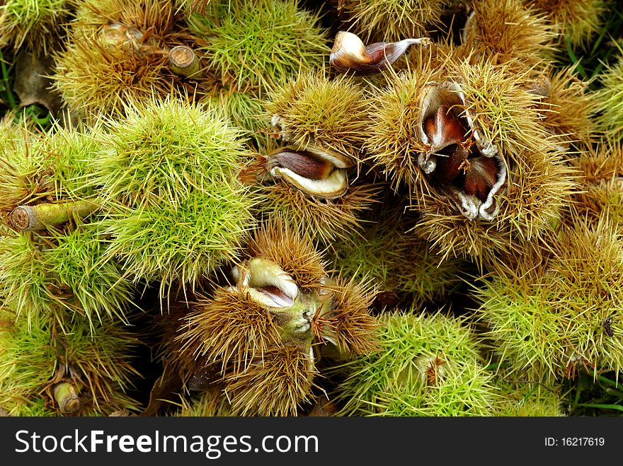 Ripe Chestnuts bursting from their shells in the autumn