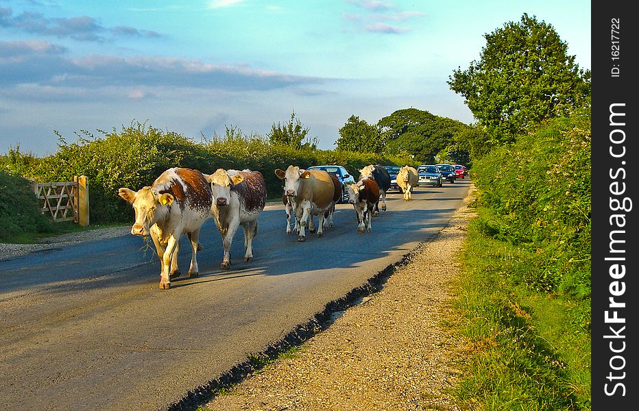 Cows going home in late afternoon