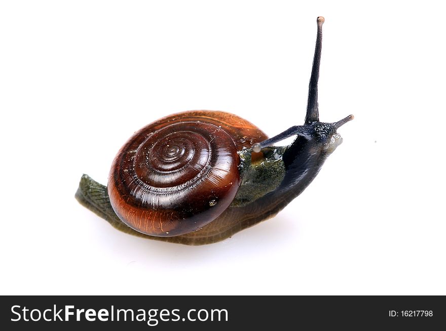 Large snail isolated on white background.