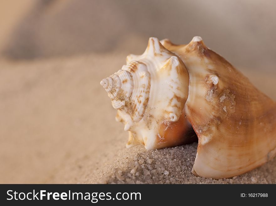 Old empty shell on sand of sea coast.