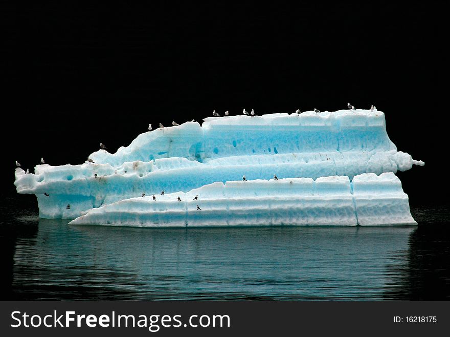 Birds resting on glacier ice