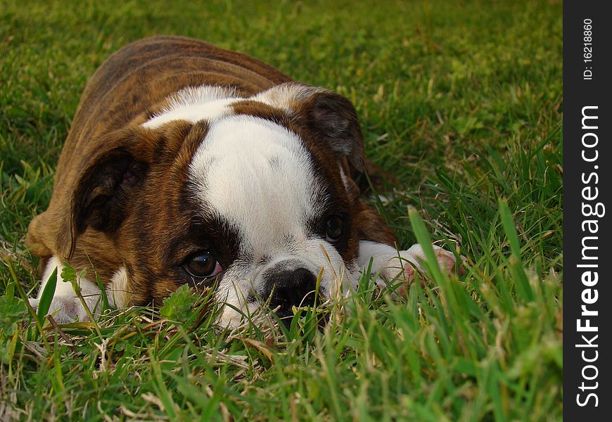 English Bulldog puppy laying in the yard.