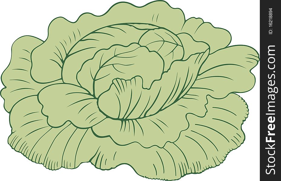 An isolated illustration of a cabbage head