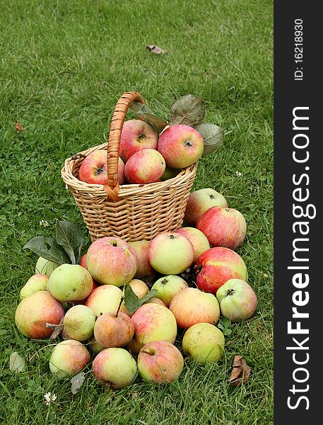 Basket with apples on grass