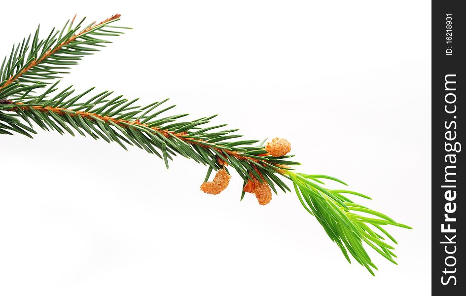 The green spruce branch on a white background