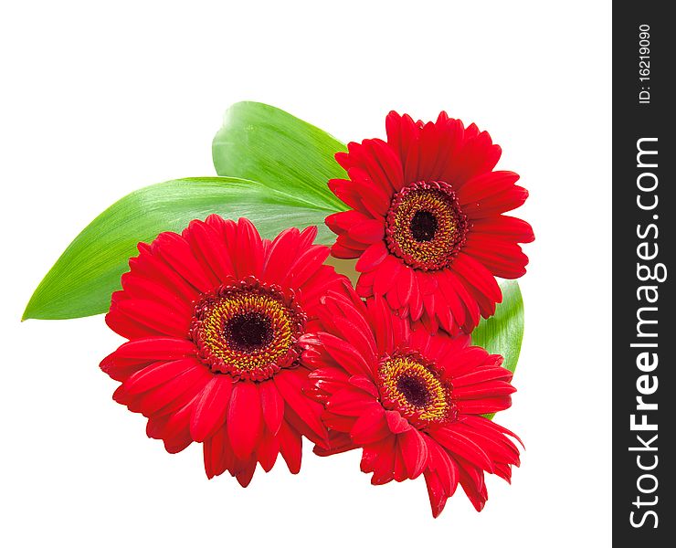 Red gerbera flowers with green leaves on a white background