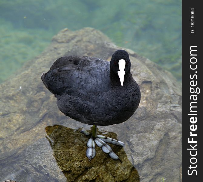 Black bird on Lake Geneva close to Lausanne in Switzerland