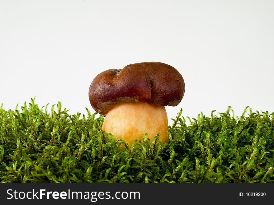 Young mushroom growing on green moss on the white background. Young mushroom growing on green moss on the white background