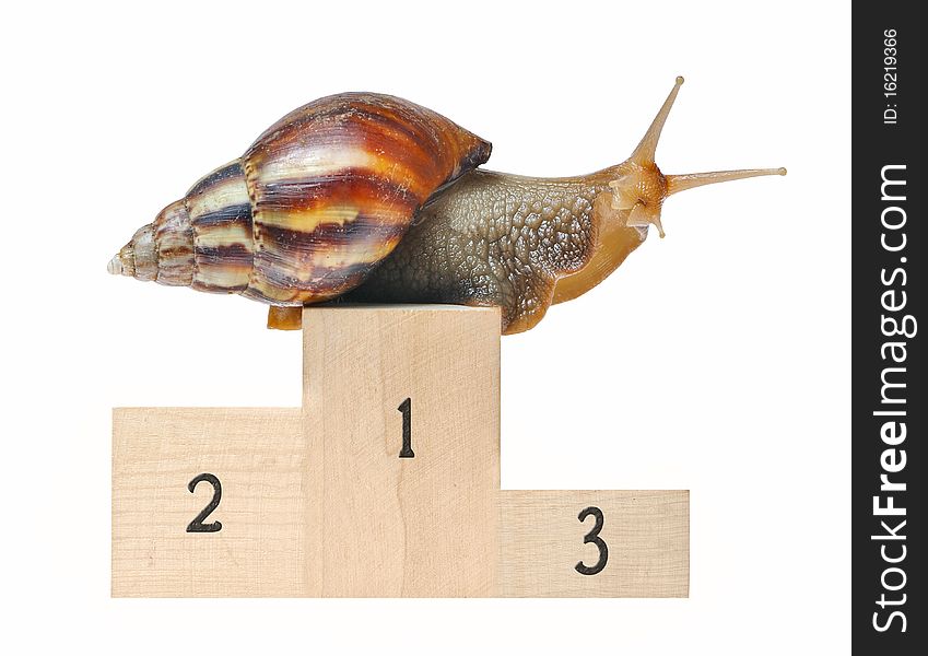 Big snail on podium isolated on white background