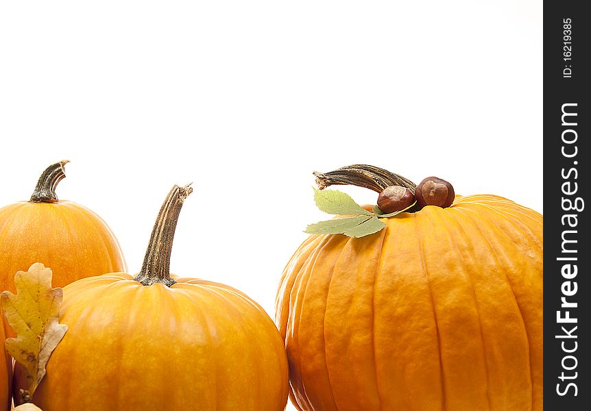 Isolated orange pumpkins with chesnuts
