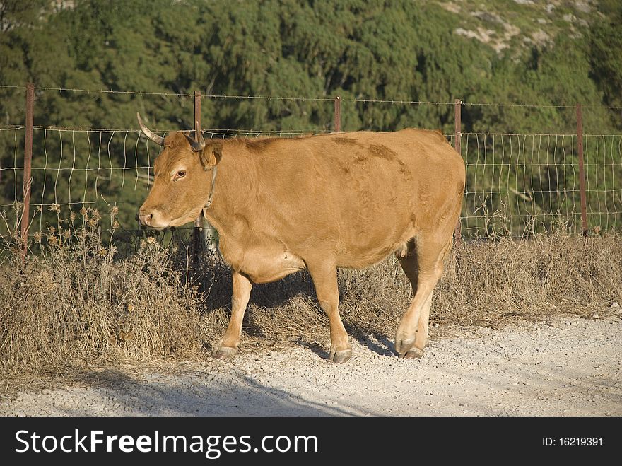 Brown spanish cow seen in andalusia. Brown spanish cow seen in andalusia