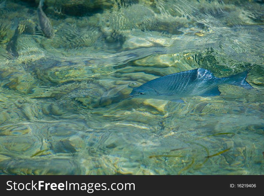 Aquarium Fish