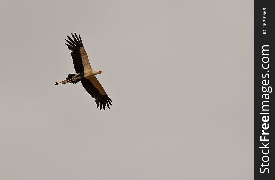 Secretary Bird on flight