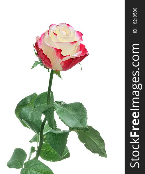 One beautiful rose isolated on white background