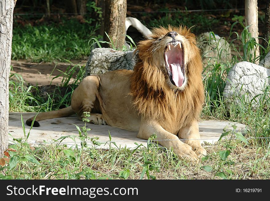 The Male Lion