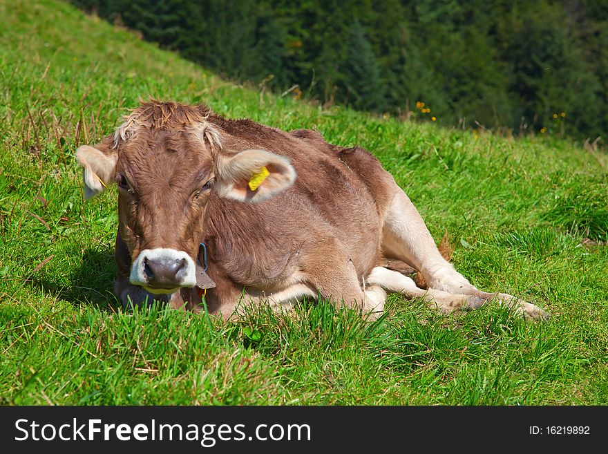 Calf on the green grass in swiss alps
