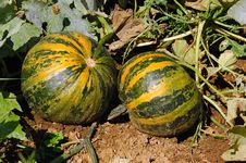 Pumpkins (Cucurbita Moschata) Stock Photo Pumpkins (Cucurbita Moschata) Stock Photo