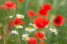 Chamomiles And Poppy Royalty Free Stock Photography Chamomiles And Poppy Royalty Free Stock Photography