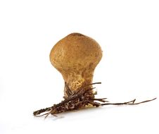Lycoperdon Perlatum Pers.: Pers. Stock Image