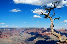 Grand Canyon And Tree Royalty Free Stock Photos Grand Canyon And Tree Royalty Free Stock Photos