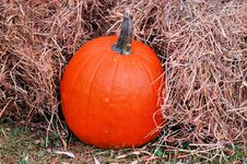 Fall Harvest Royalty Free Stock Photo Fall Harvest Royalty Free Stock Photo