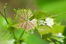 Branch Of Grape Vine Royalty Free Stock Photography Branch Of Grape Vine Royalty Free Stock Photography