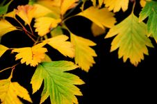 Yellow Leaves On Black Stock Photo Yellow Leaves On Black Stock Photo
