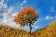 Lone Tree In The Fall Time Royalty Free Stock Photography