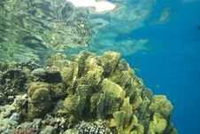 Shallow And Colorful Tropical Coral Reef. Stock Images Shallow And Colorful Tropical Coral Reef. Stock Images