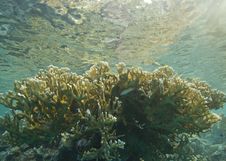 Shallow Tropical Coral Reef, Natural Light. Stock Images Shallow Tropical Coral Reef, Natural Light. Stock Images