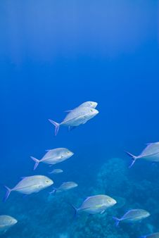 Small School Of Bluefin Trevally Cruising. Stock Photo Small School Of Bluefin Trevally Cruising. Stock Photo